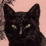 Author Profile: Robin Macavity